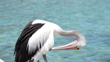 primer plano de un pájaro pelícano en australia arreglando sus plumas