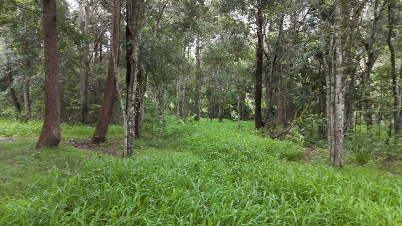 오스트레일리아 의 열대 우림 의 울창 한 초록색 과 나무 들