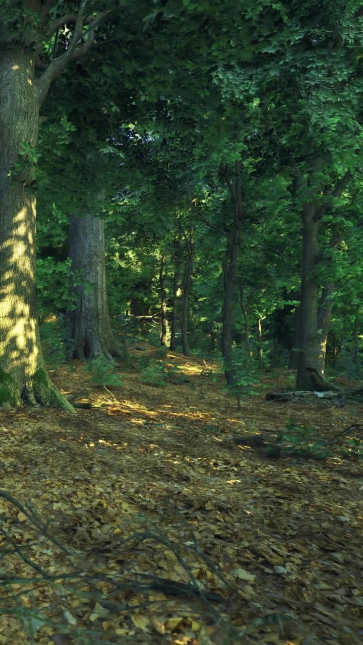 Sentiero naturalistico in una foresta con la luce del sole che filtra attraverso gli alberi.