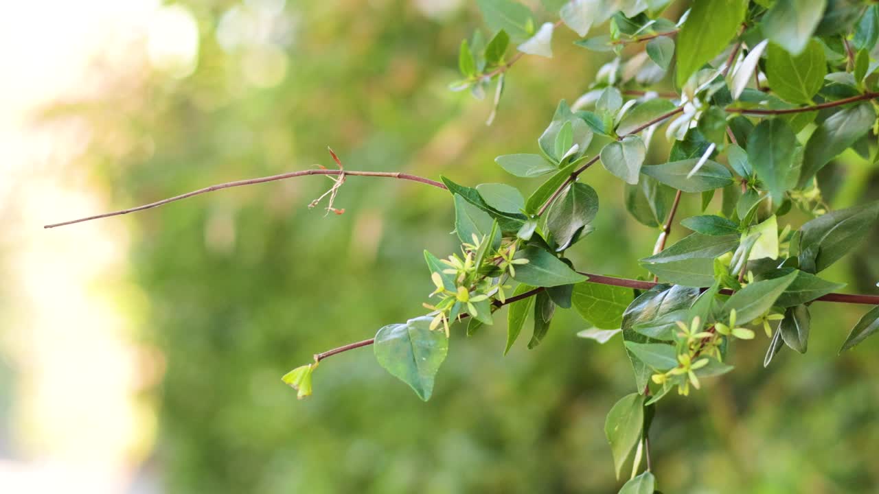 잎겨드랑이 가지 에 위장 된 기도 마티스