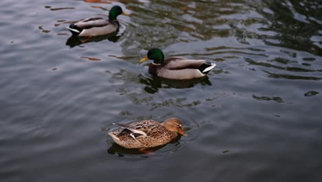 Enten-Ruhen-Auf-Der-Oberfläche-Des-Sees