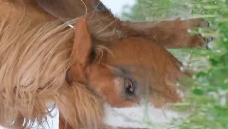 closeup image of a red horse with a small foal grazing in a summer pasture closeup image of a red horse with a small foal grazing in a summer pasture a horse is grazing in a meadow head closeup