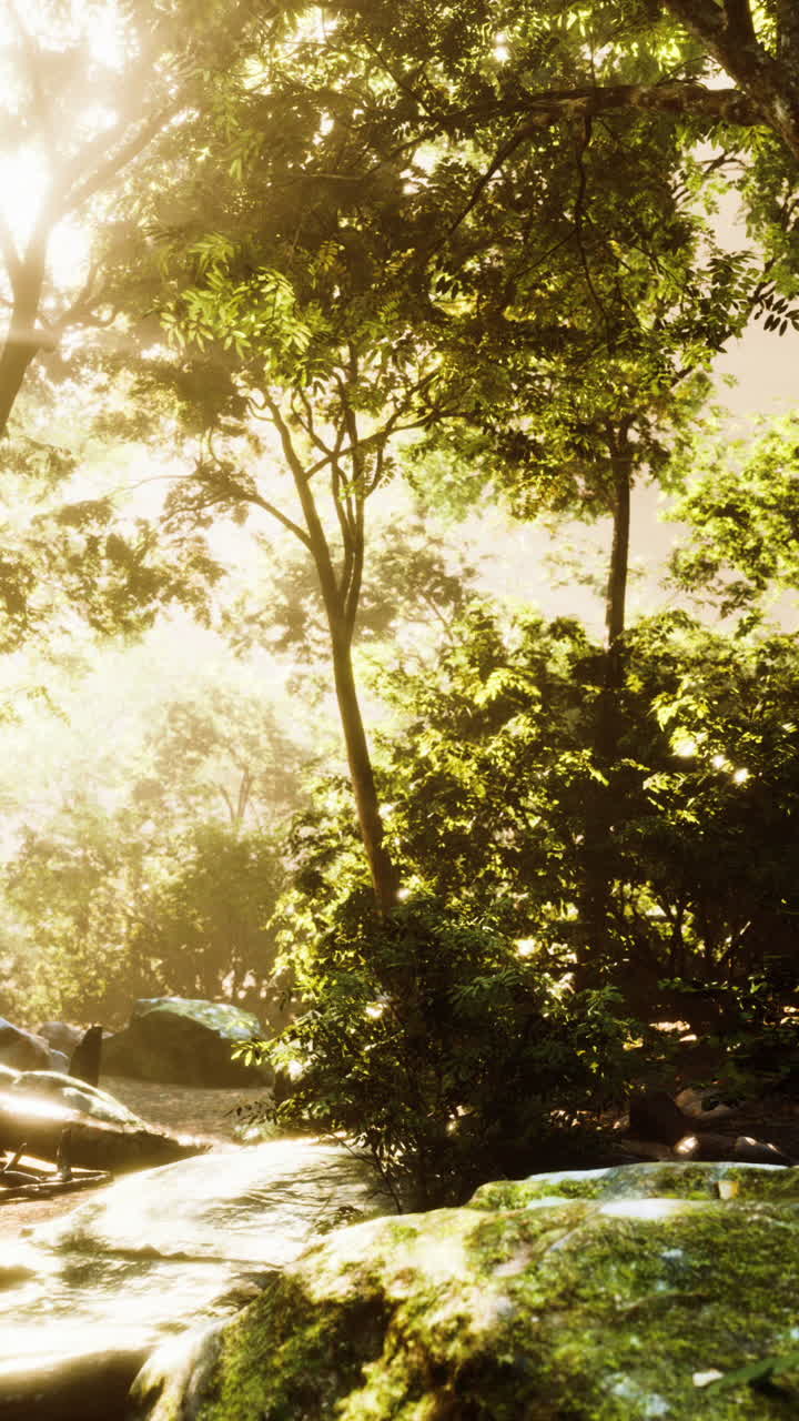 빛이 울창한 숲을 가로질러 흐르고