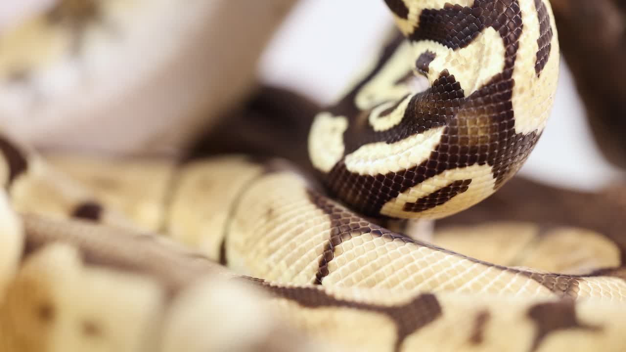 A corn snake moves gracefully across a branch in a well-lit environment, showcasing its intricate patterns and textures