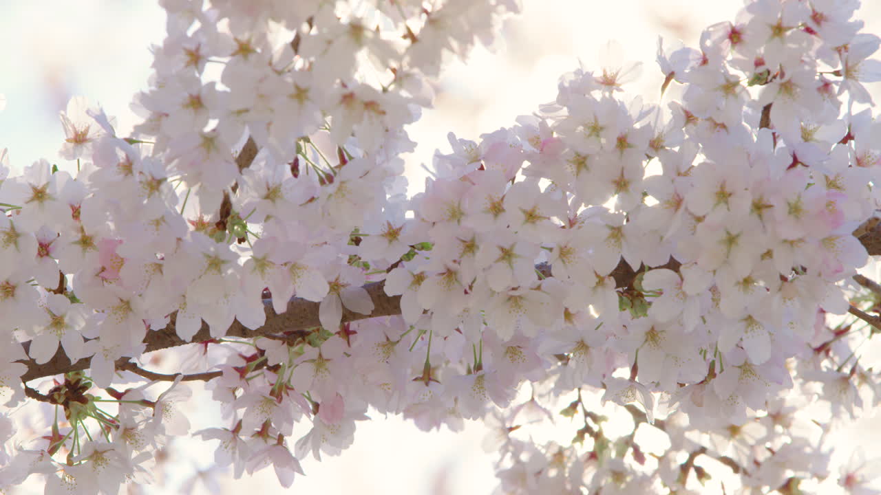 flores de cerezo retroiluminadas en plena floración en el soleado día de primavera
