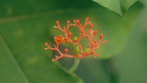 petals are preparing to grow