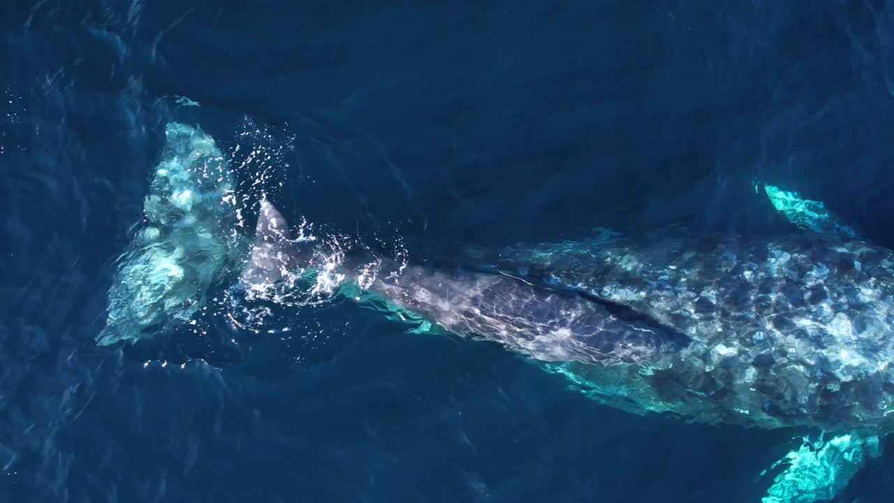 새로 태어난 회색 고래 새끼가 매년 이주하는 동안 캘리포니아 해안선을 따라 어머니에 의해 안내됩니다.