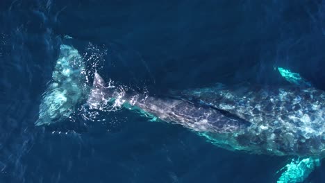 newborn gray whale calf being guided by mother along the california coastline during their yearly migration