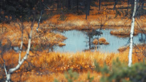 a still pond in the middle of golden autumn wetlands reflects the grasses, blending nature's rich colors