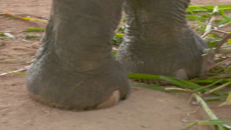 close up of elephant feet taking a few steps