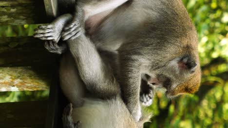 disparo estático vertical de un mono macaco en el santuario sagrado del bosque de monos en bali mientras uno está acostado y siendo deslucido por el otro en una barandilla