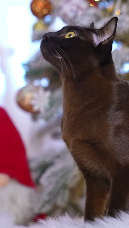cute adorable cat watching. close up view of dark kitty looking into camera. vertical video