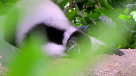 Lémur-Blanco-Y-Negro-Descansando-Sobre-Una-Gran-Roca-Detrás-De-Plantas-Verdes-En-Un-Pequeño-Parque-Natural-En-Singapur-En-Un-Día-Ventoso---Toma-De-Primer-Plano