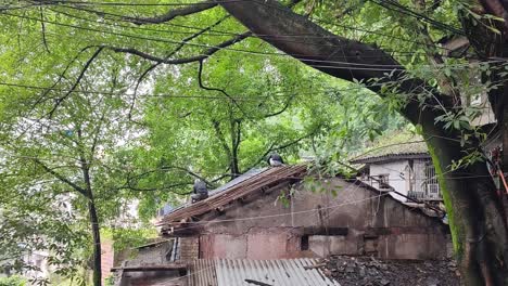 The-roof-of-the-old-house-is-being-replaced