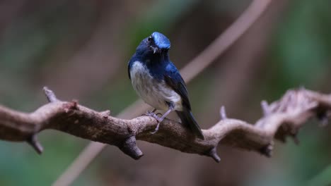 Inclina-Su-Cabeza-Hacia-La-Izquierda-Mientras-Está-Encaramado-En-Una-Enredadera-Mientras-La-Cámara-Se-Aleja,-Papamoscas-Azul-De-Hainan-Cyornis-Hainanus-Tailandia