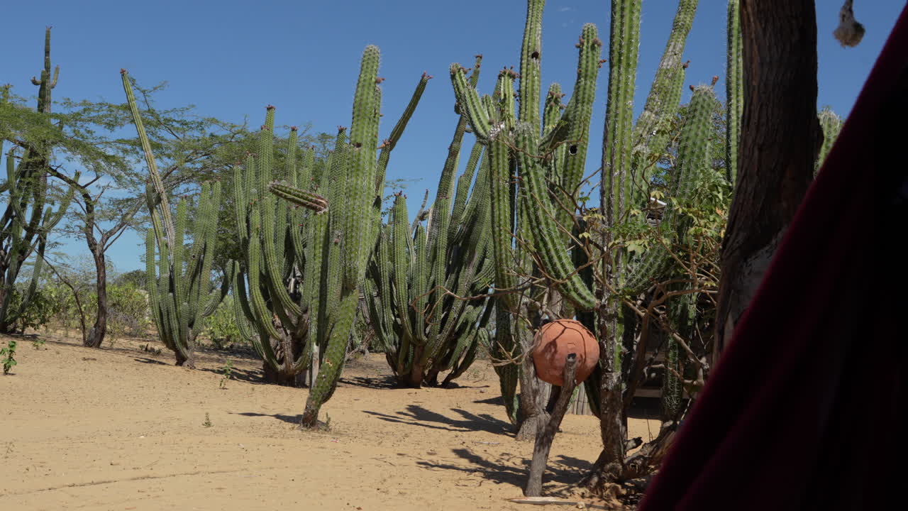 Toma cinematográfica de gran angular de cactus altos en el desierto árido de La Guajira, Colombia, con luz solar brillante, suelo arenoso, texturas ricas, sin gente, cámara estática, paisaje natural salvaje y seco.