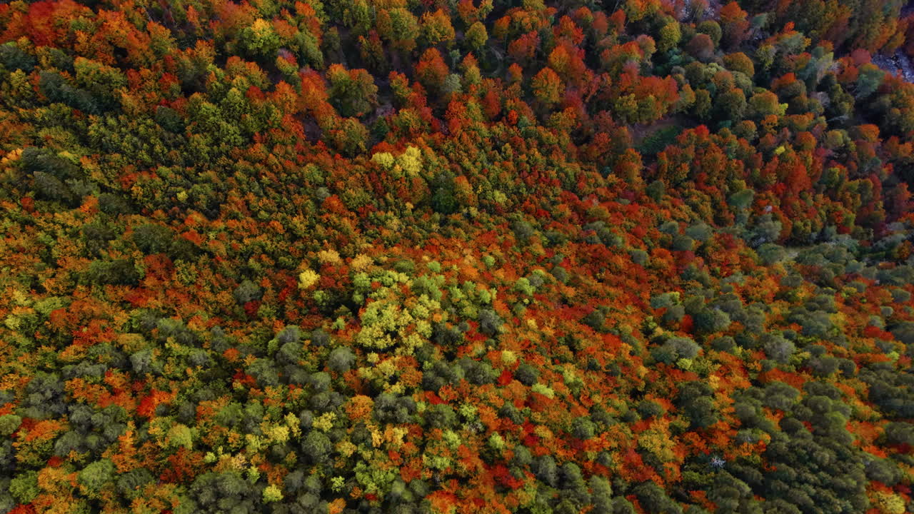 Colorful autumn forest in the Italian Alps from above