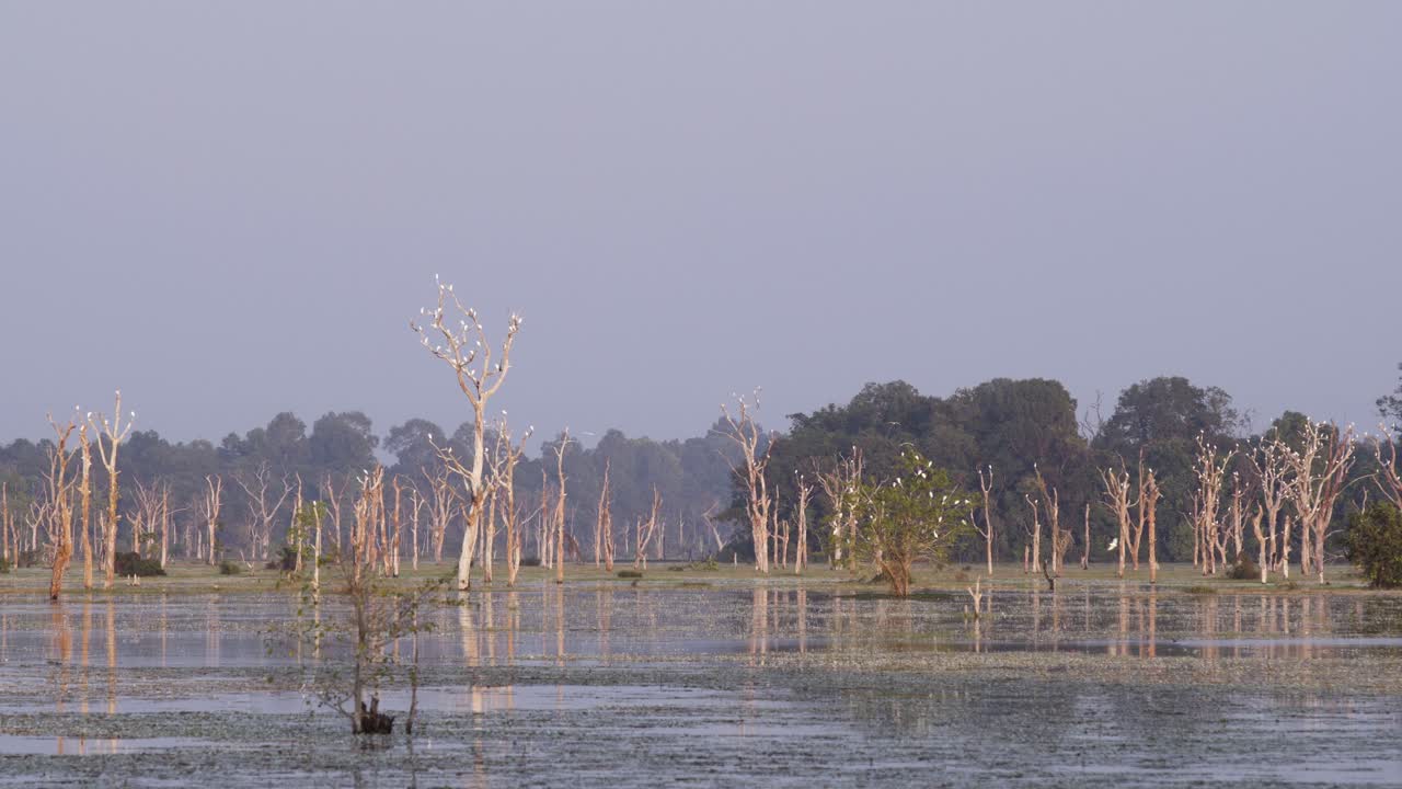 흰 새, 중간 백로, 석양에 네악 피안, 앙코르 공원 주변의 호수에 반사되는 죽은 나무에 쉬고 있습니다.