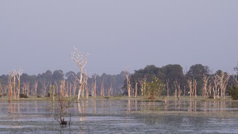 pájaros blancos, garzas intermedias, descansando sobre árboles muertos que se reflejan en un lago alrededor de neak pean, parque angkor, al atardecer