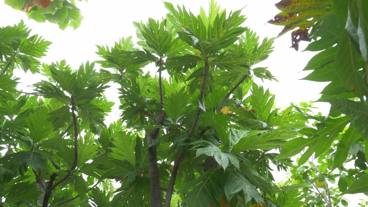 태국 방 에 있는 공원 에서 나무 와 그 잎 을 보여 주기 위해 오른쪽 에서 왼쪽 으로 이동 하는 것