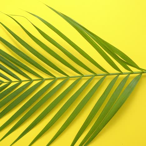 Green-fresh-tropical-palm-leaf-placed-on-yellow-background--Minimal-nature--Summer-Style-
