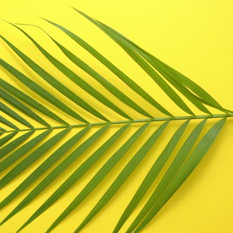 green fresh tropical palm leaf placed on yellow background  minimal nature  summer style