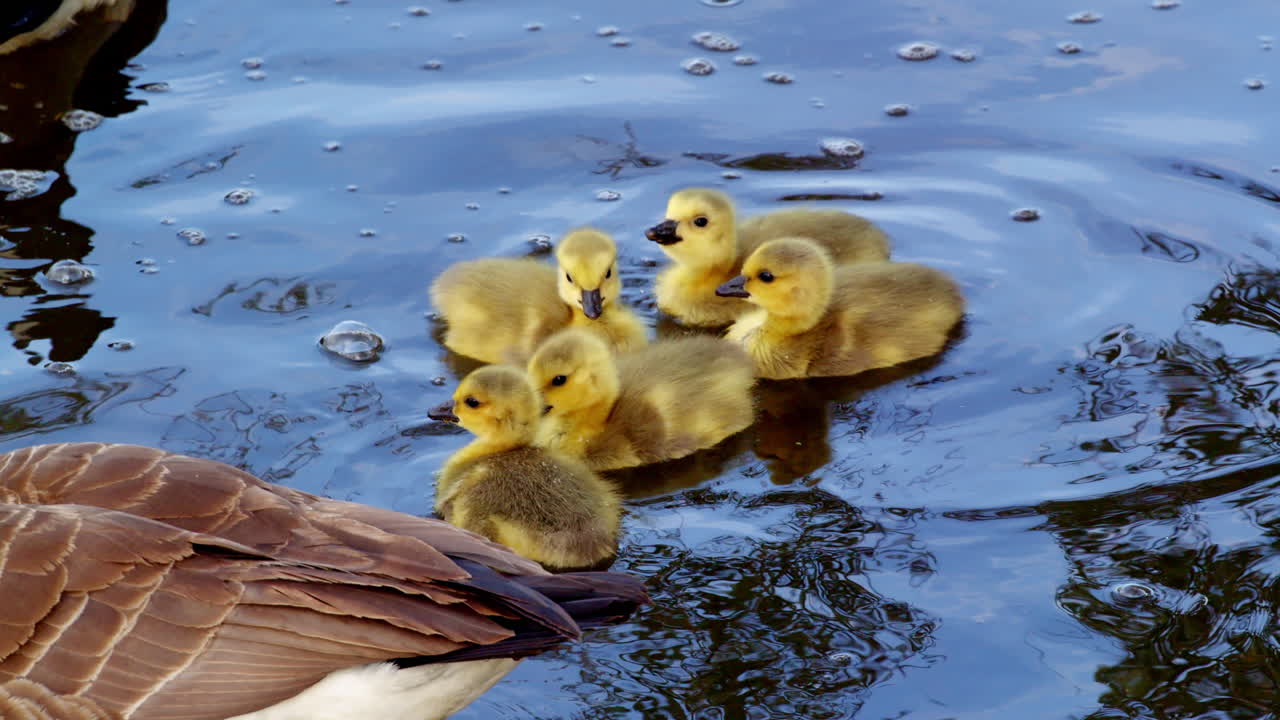 A tranquil slow-motion scene of newborn goslings interacting near adult geese.
