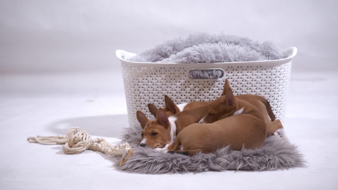 basenji cachorro viene a dormir con grupo hermanos duermen juntos cámara lenta