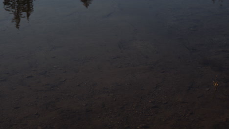lago poco profundo de agua oscura en la orilla del lago