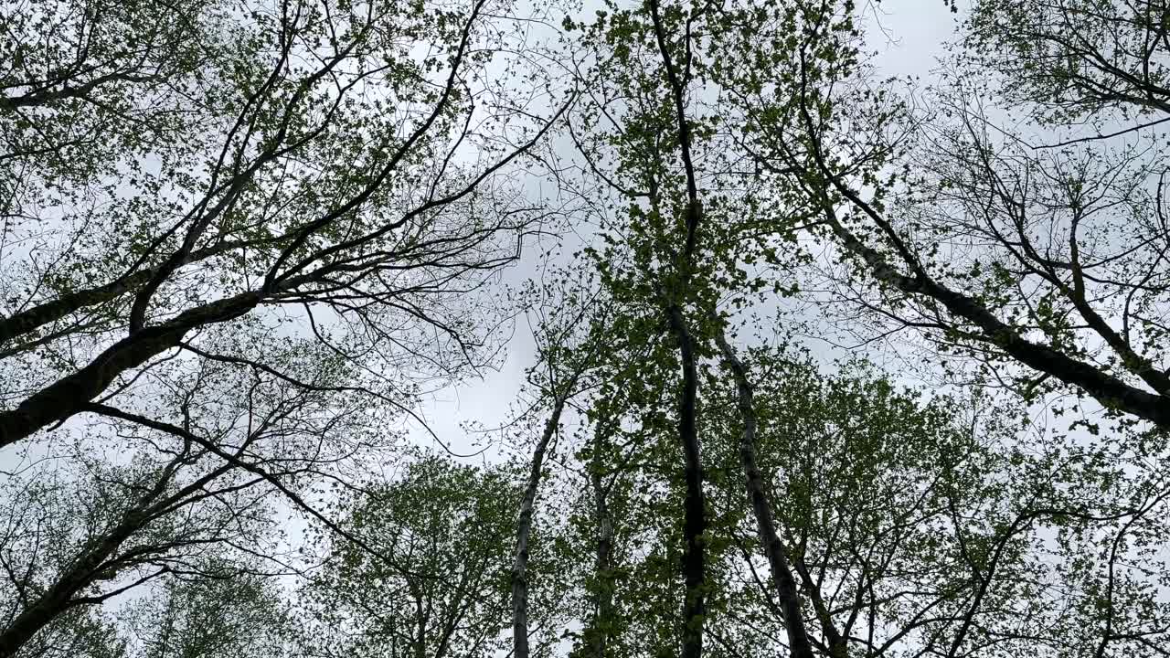 아름다운 파란 하늘은 숲에서 볼 수 있습니다. 봄 여름 시즌의 아름다운 나무 관점. 낮의 빛에서 태양  ⁇ 이 빛납니다. 잎자루가 잎자루에서 반 구름이 많은 날 자연에서