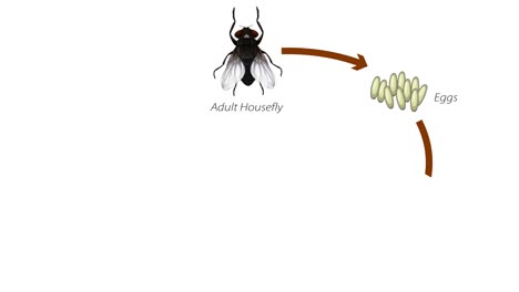 animated sequence of a housefly's life stages