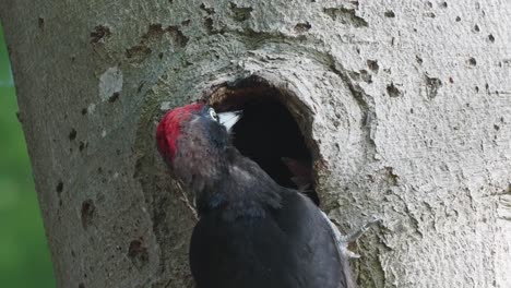 Male-woodpecker-feeding-chicks,-CAMERA-SHAKE-AT-BEGIN-OF-SHOT