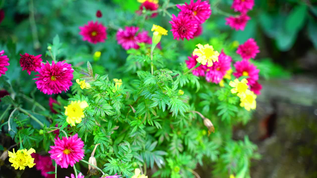 flor en el jardín brilló en el sol-51