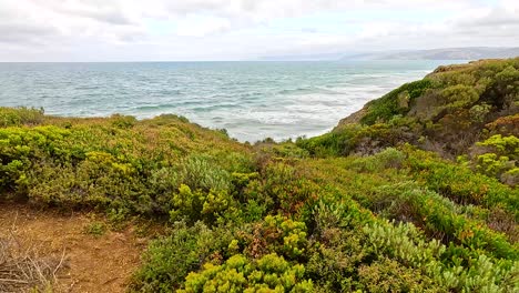 lush coastal vegetation with ocean waves in the background under soft daylight at aireys inlet, victoria