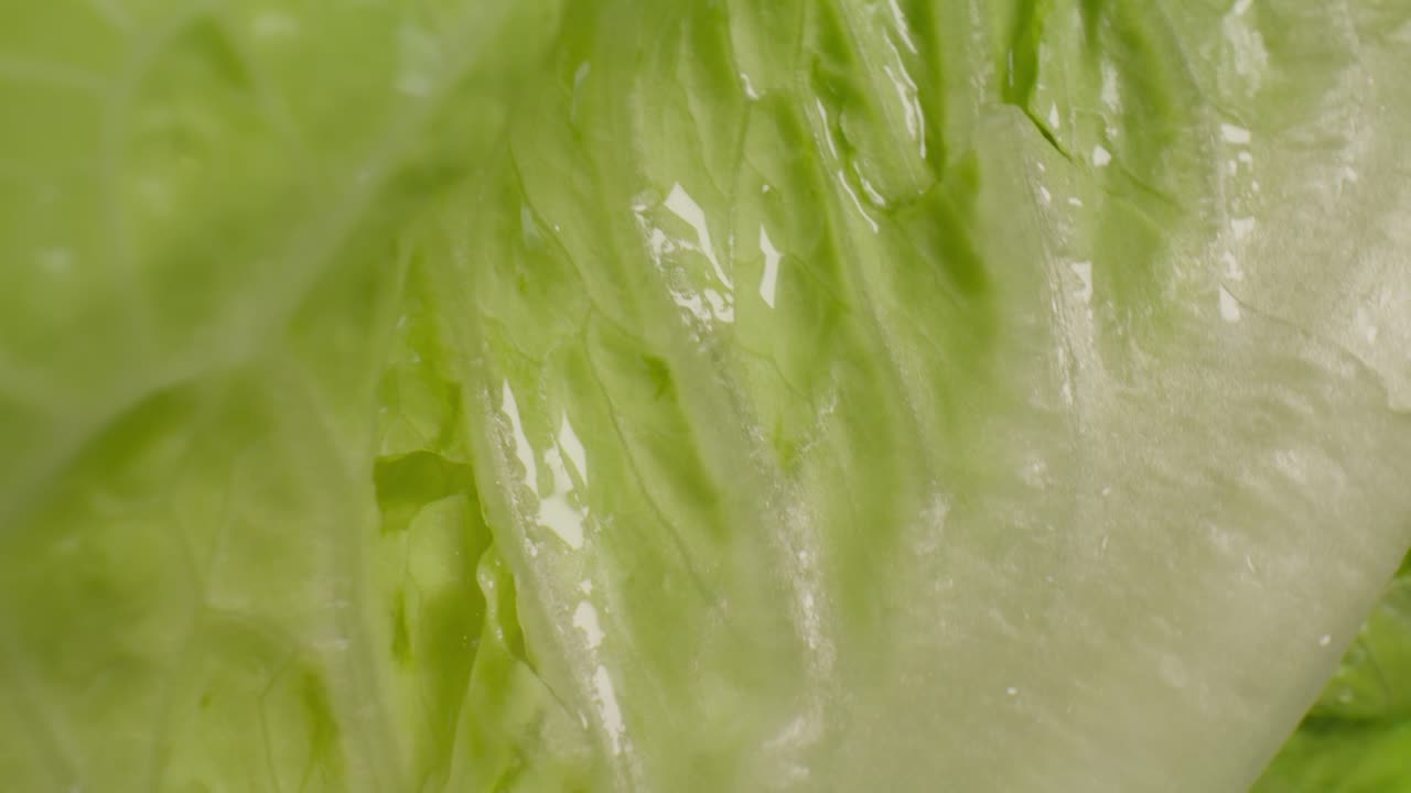 Macro Video of Lettuce Spinning
