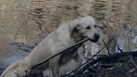 Golden-retriever-swimming-in-the-river