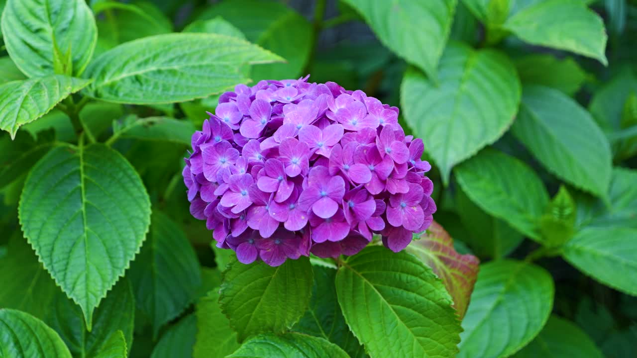 una hermosa flor de hortensia solitaria rodeada de hojas verdes en cámara lenta