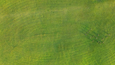 green field with circular pathway as theater arena of wilma rudolph event center