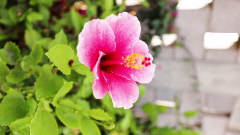 Schöne-Rosa-Blume,-Die-Im-Garten-Blüht