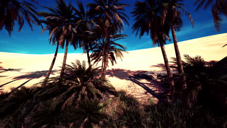 plantación de palma en la fecha de la puesta del sol