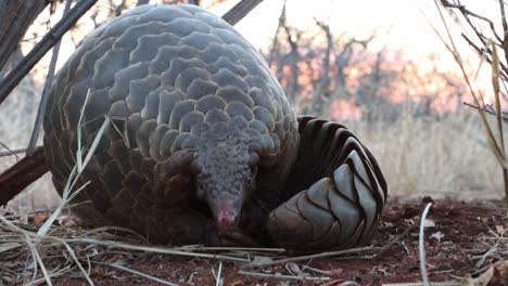 a low angle view of a ground pangolin unroll and looking into the camera