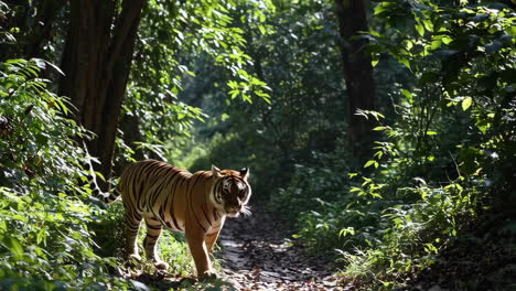 tiger in the forest