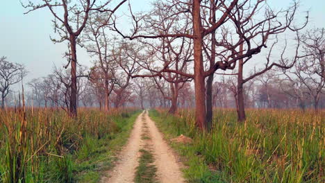 Las-Hermosas-Praderas-Del-Parque-Nacional-De-Chitwan-En-Nepal