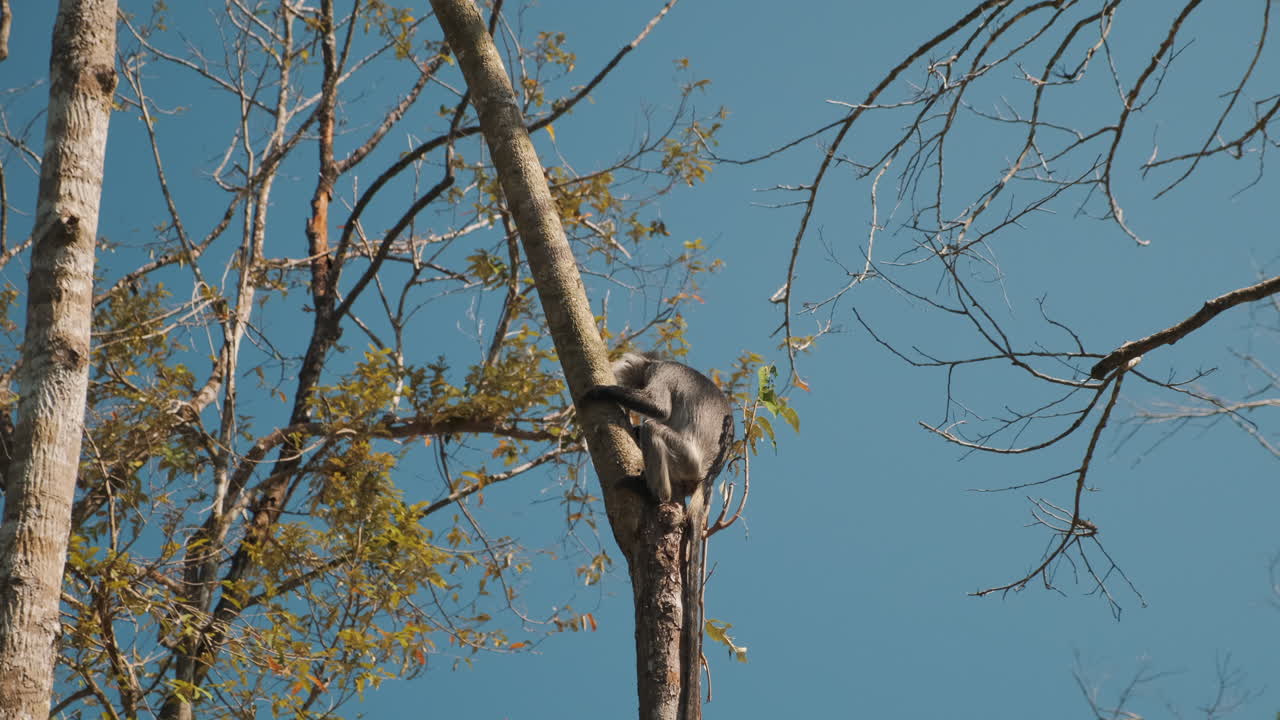 серая лангурная обезьяна на дереве