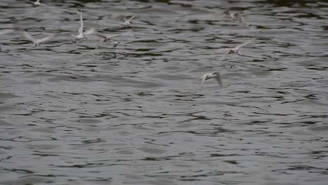 Terns-and-Gulls-Skimming-for-Food-are-migratory-seabirds-to-Thailand,-flying-around-in-circles,-taking-turns-to-skim-for-food-floating-on-the-sea-at-Bangpu-Recreational-Center-wharf