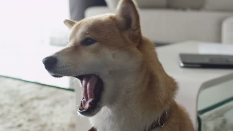 portrait of cute shiba dog in living room.