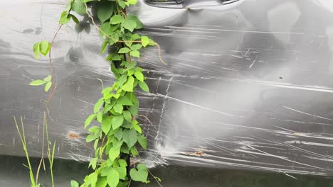 damaged car with vines growing on it