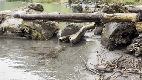 close-up of a composition of woods on the lakeshore