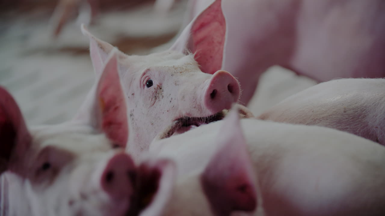 농장에서의 돼지