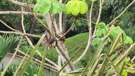 tucán aracari salvaje visto encaramado en la rama de un árbol en el resort de la selva tropical de gamboa en panamá